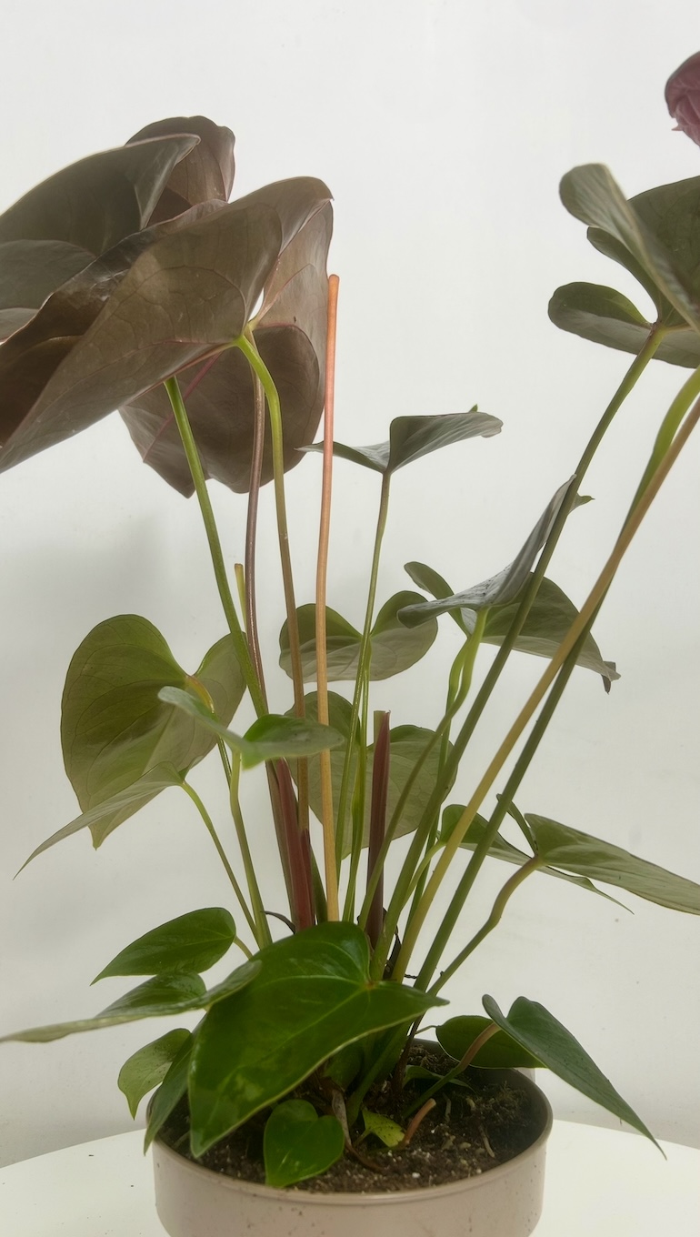 Anthurium Bordowe Adopcja