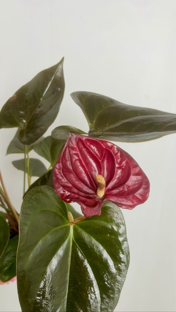 Anthurium Bordowe Adopcja