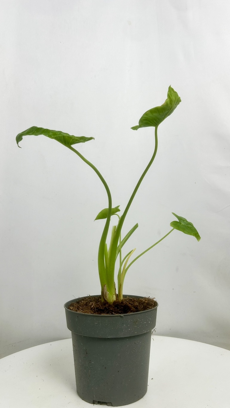 Alocasia Gageana Adopcja