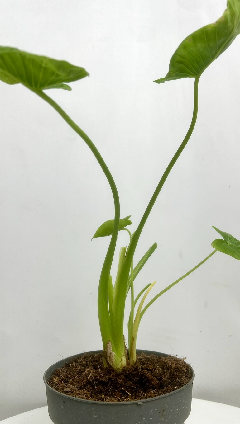 Alocasia Gageana Adopcja