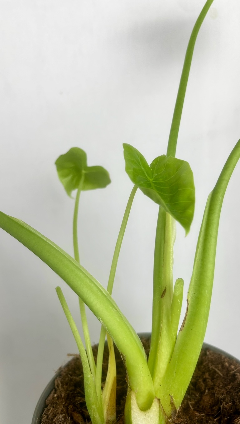 Alocasia Gageana Adopcja