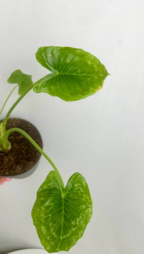 Alocasia Gageana Adopcja