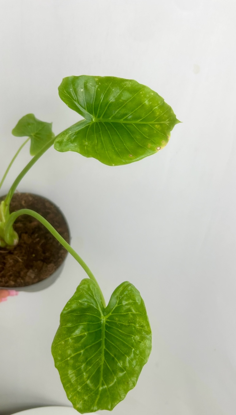 Alocasia Gageana Adopcja