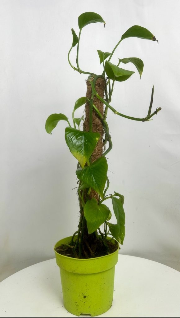 Epipremnum Aureum Adopcja