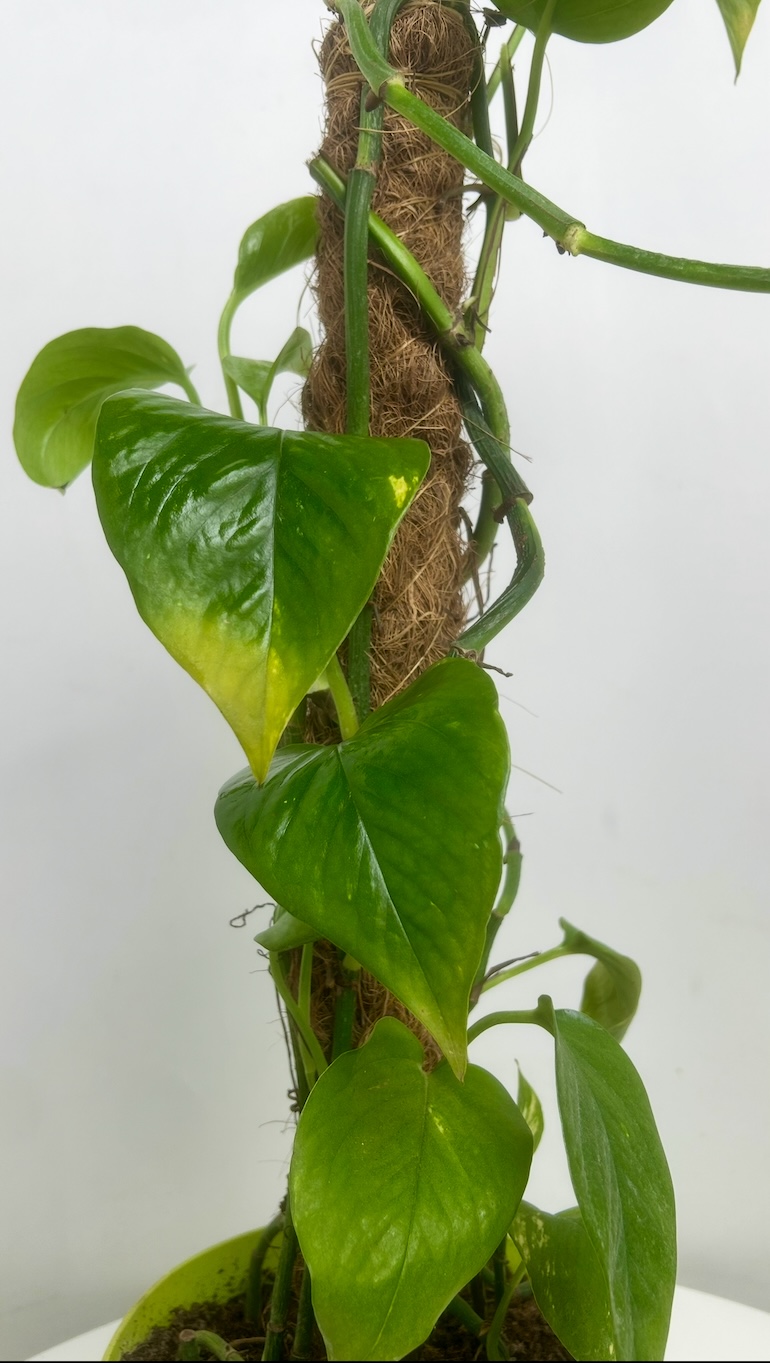 Epipremnum Aureum Adopcja