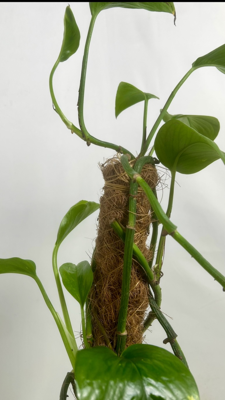 Epipremnum Aureum Adopcja