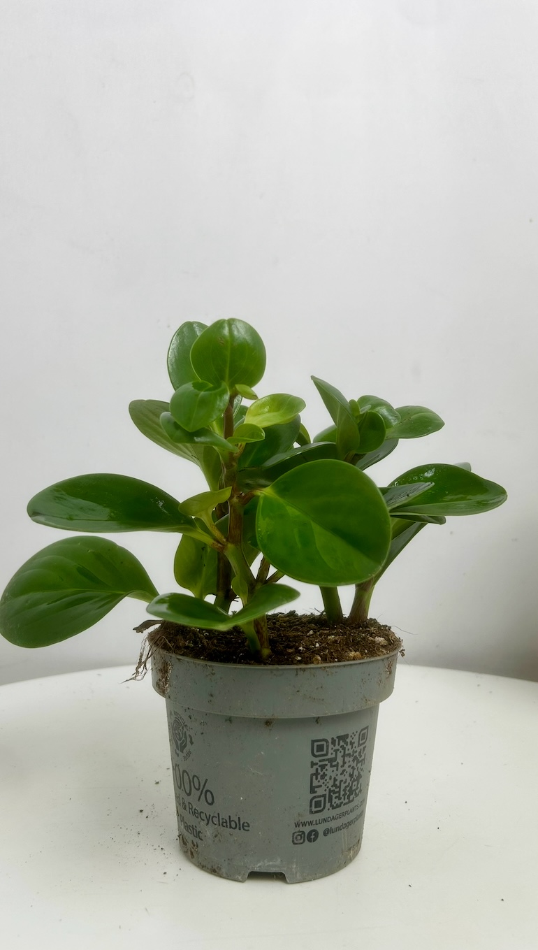 Peperomia Adopcja