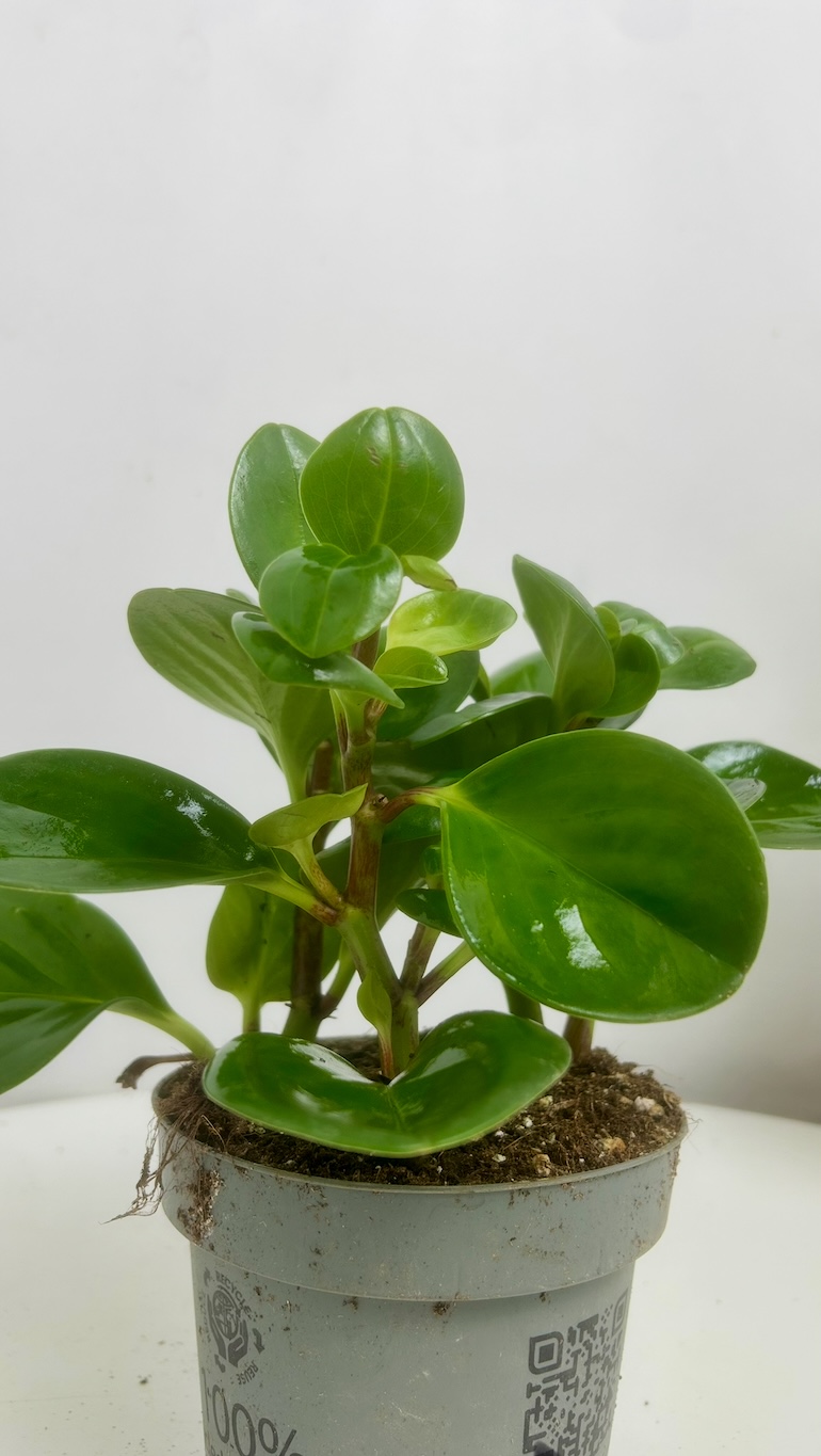 Peperomia Adopcja