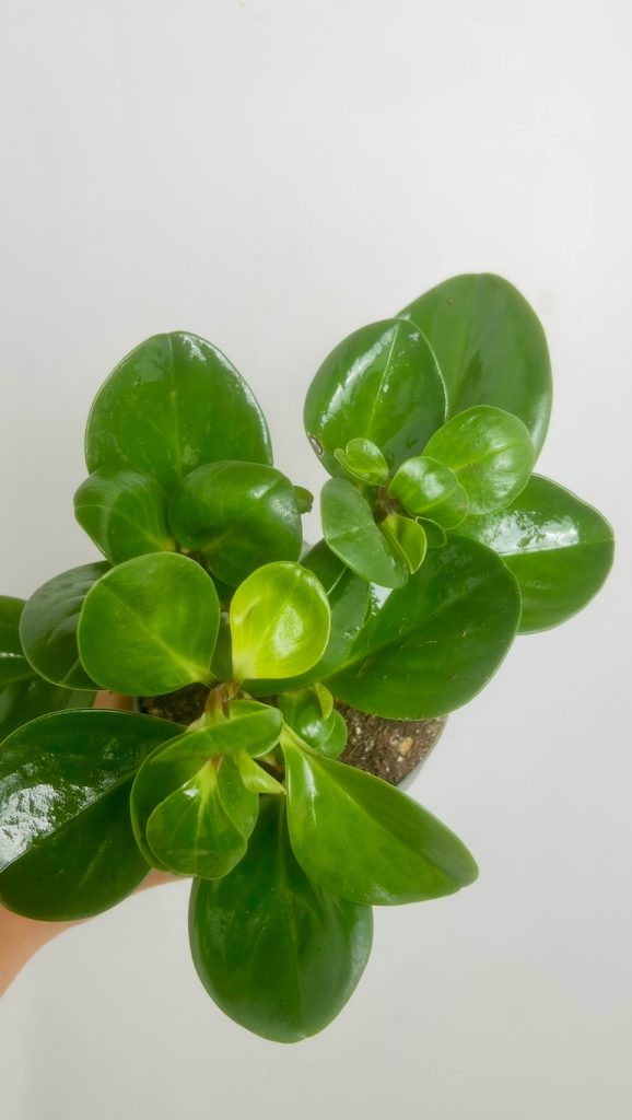 Peperomia Adopcja