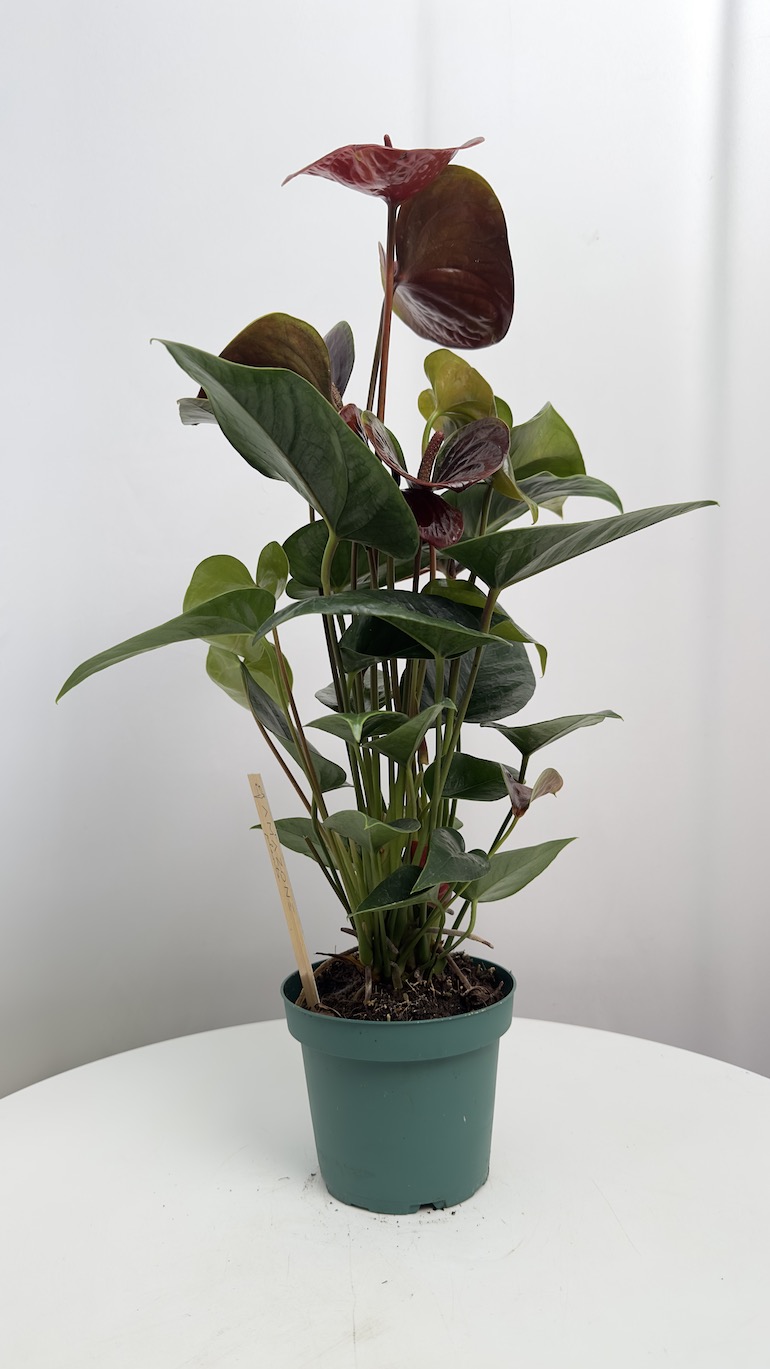 Anthurium Essencia