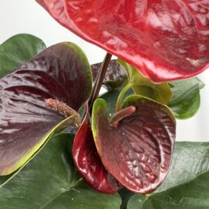 Anthurium Essencia