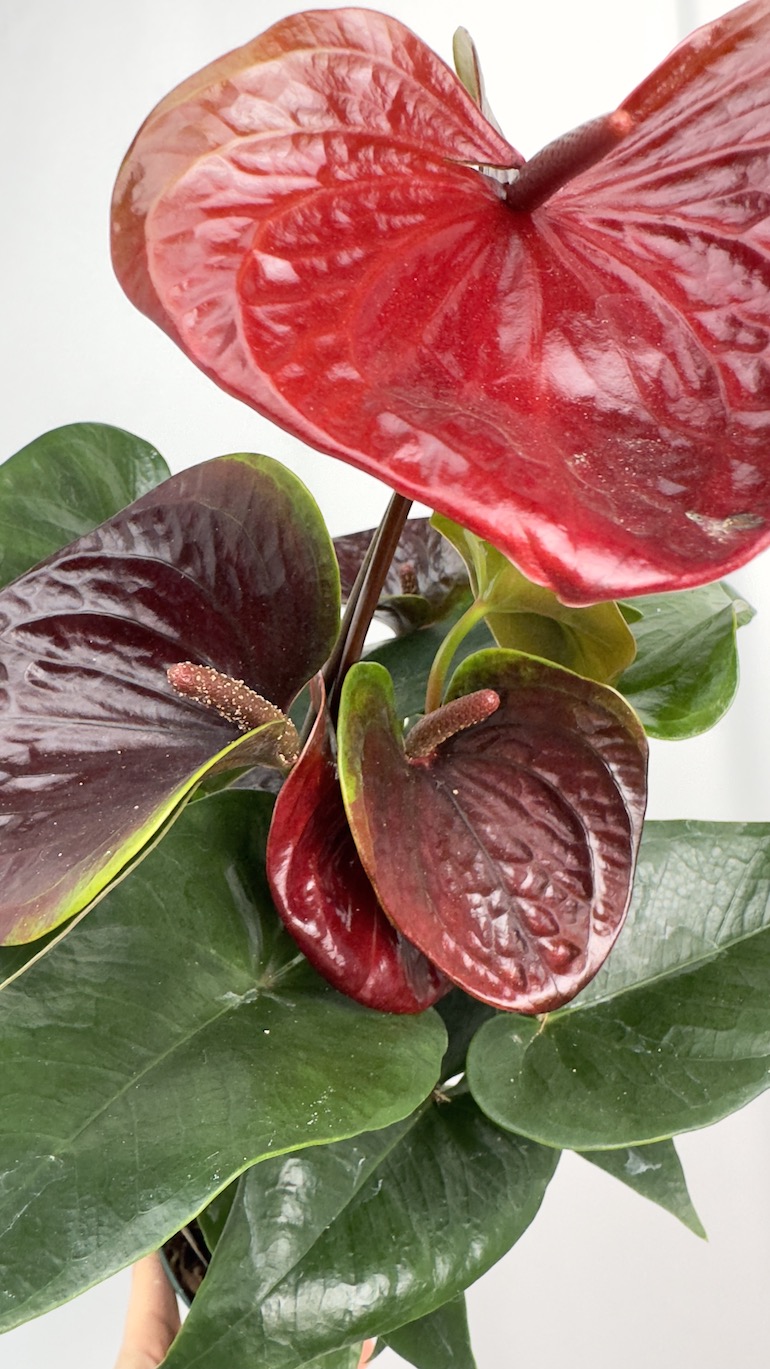 Anthurium Essencia