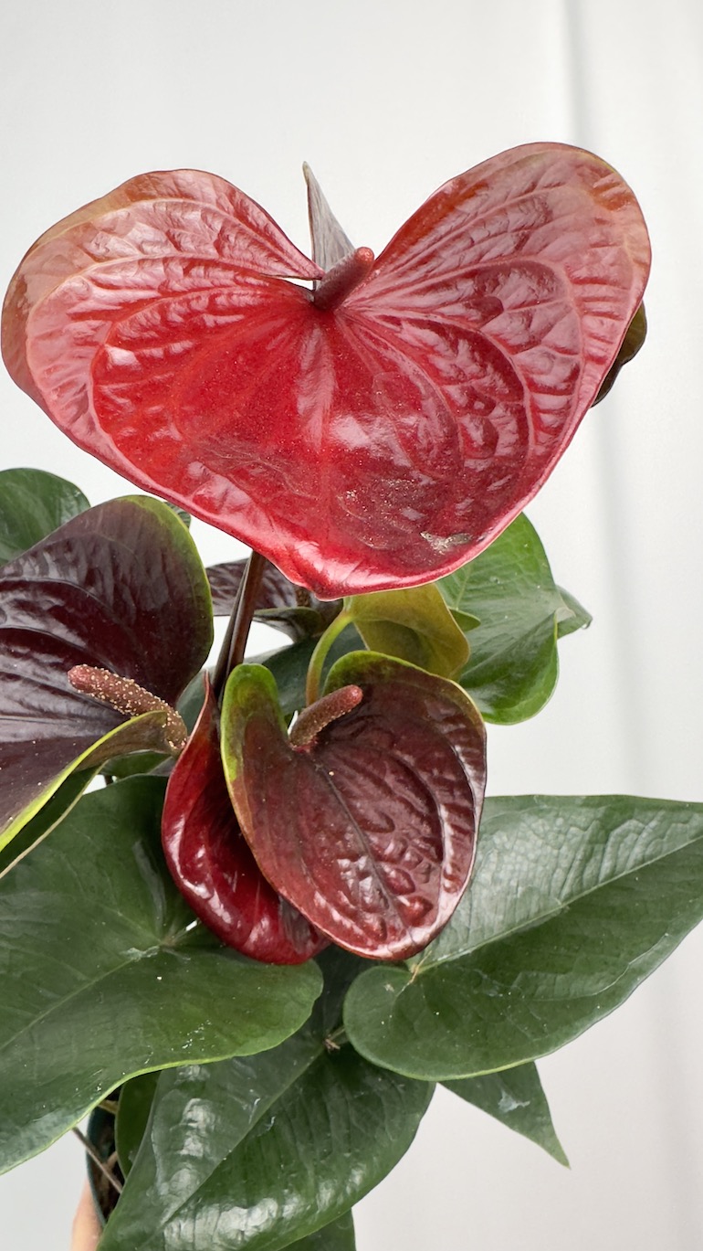 Anthurium Essencia