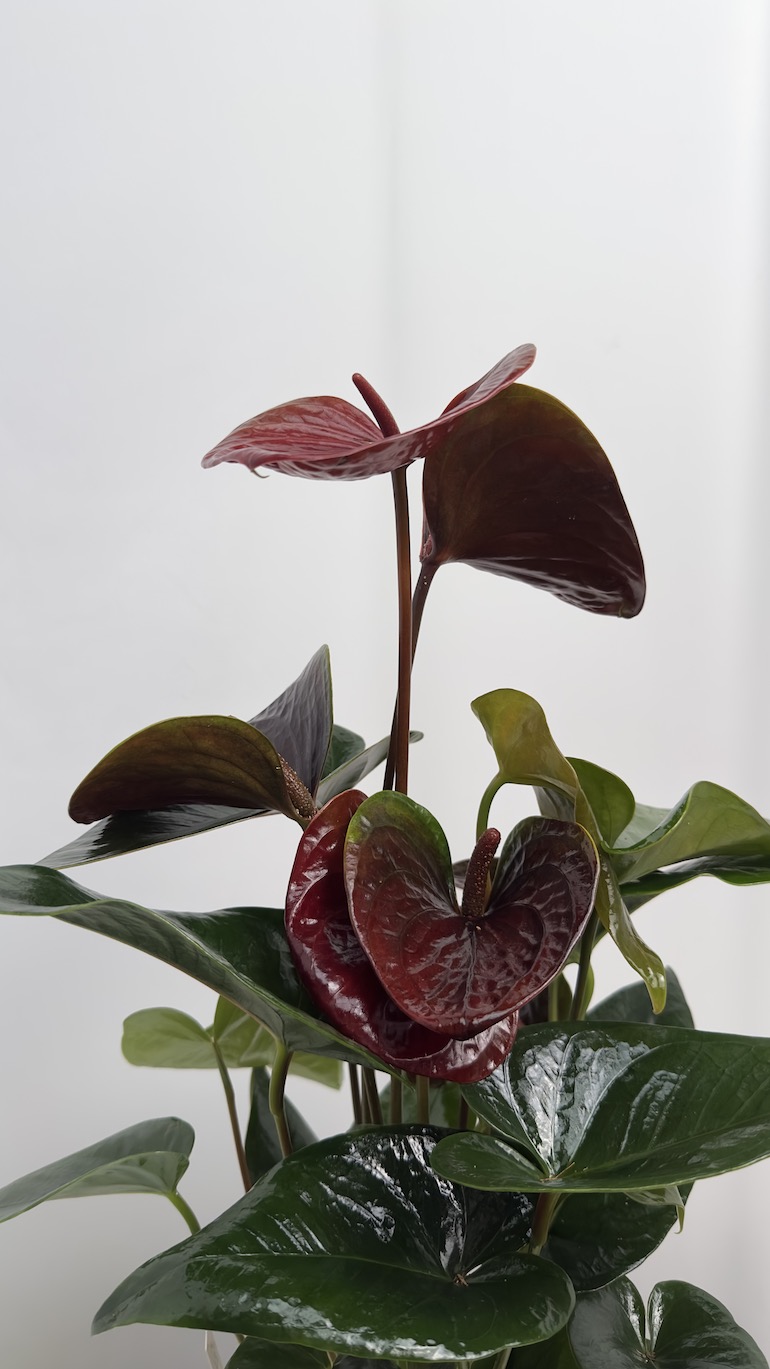 Anthurium Essencia