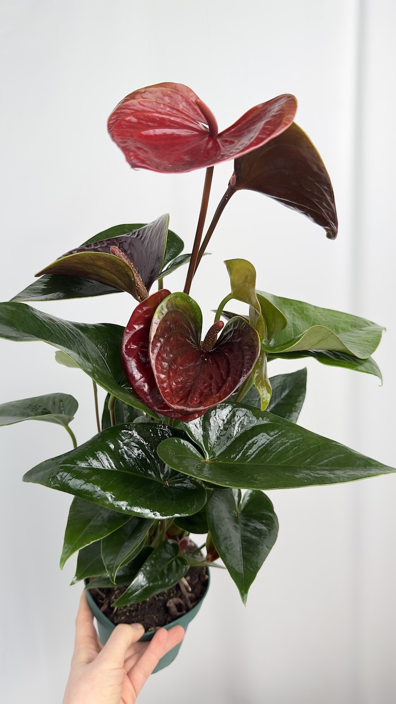 Anthurium Essencia