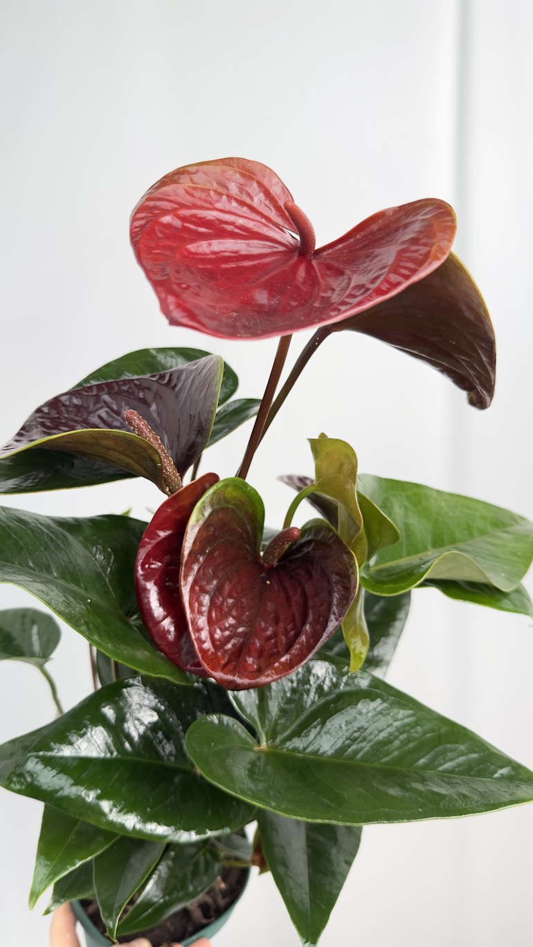 Anthurium Essencia