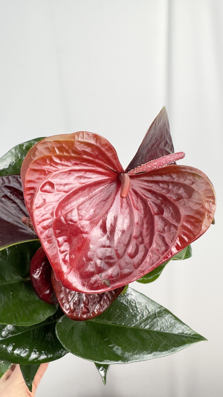 Anthurium Essencia
