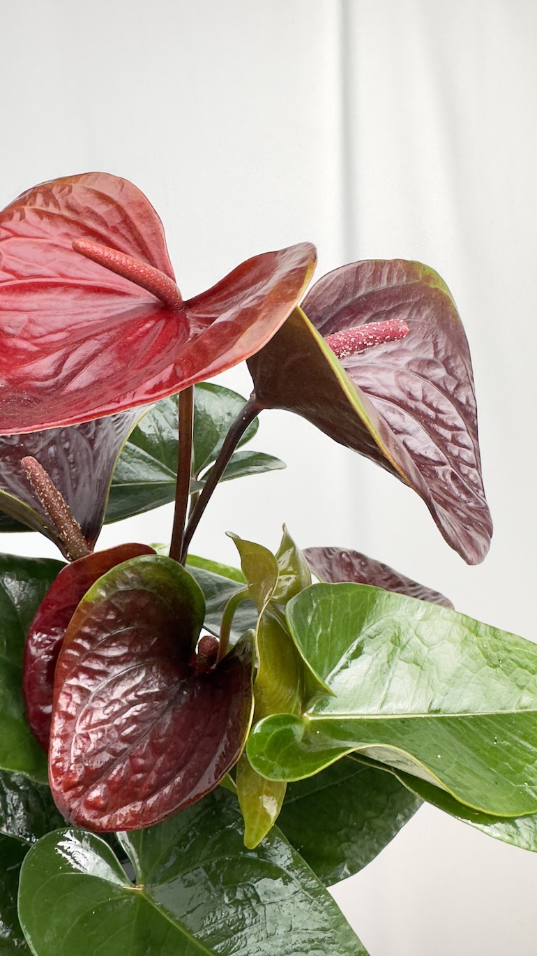 Anthurium Essencia