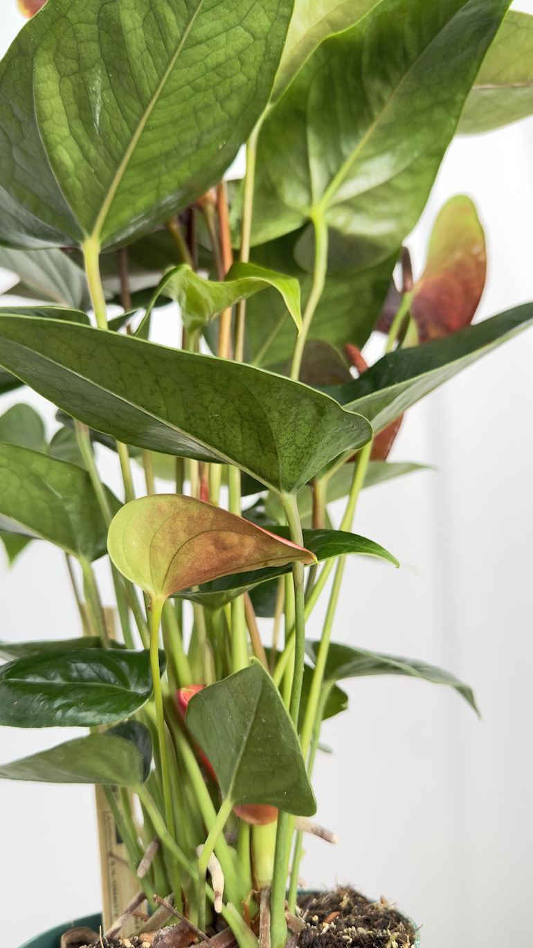 Anthurium Essencia