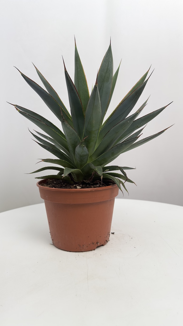 Agave Shaka Koko