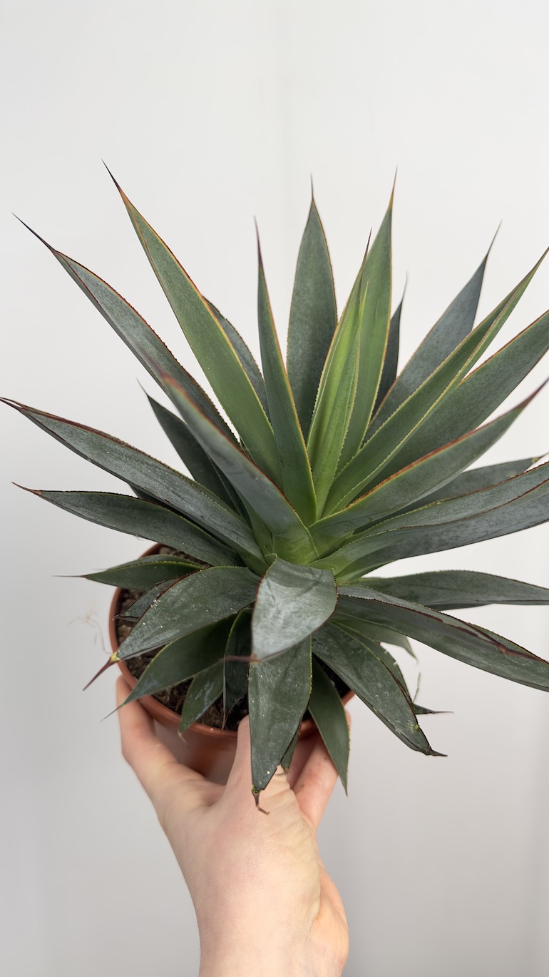 Agave Shaka Koko