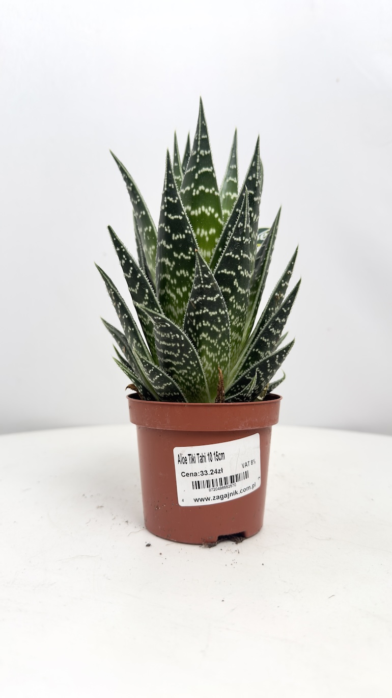 Aloe Tiki Tahi