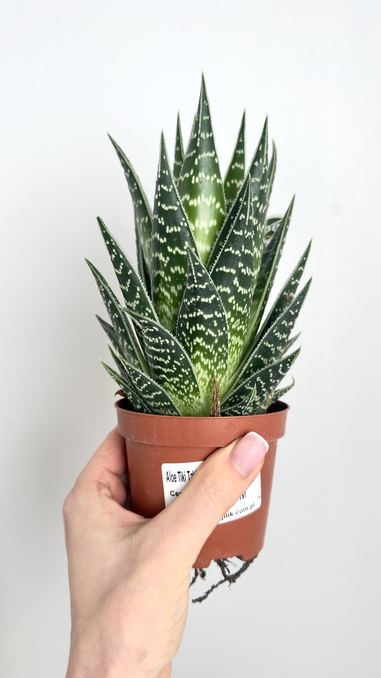 Aloe Tiki Tahi