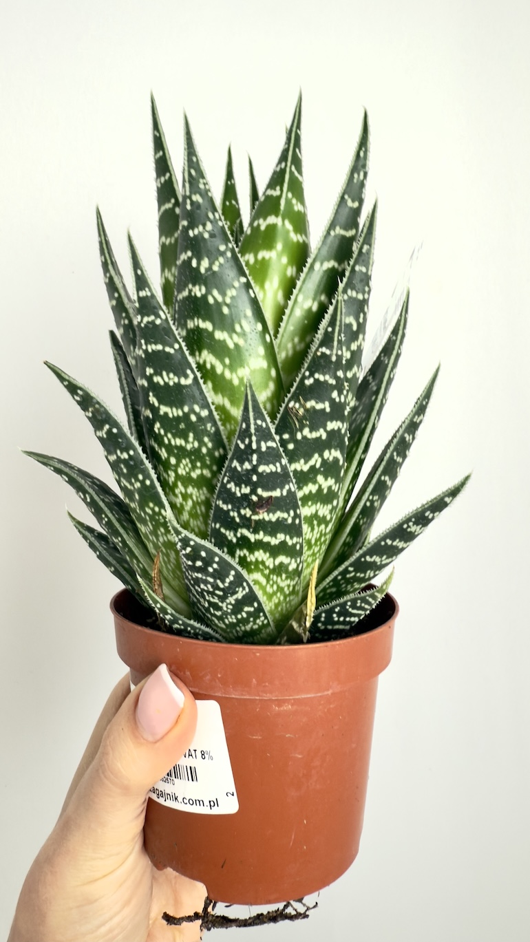 Aloe Tiki Tahi