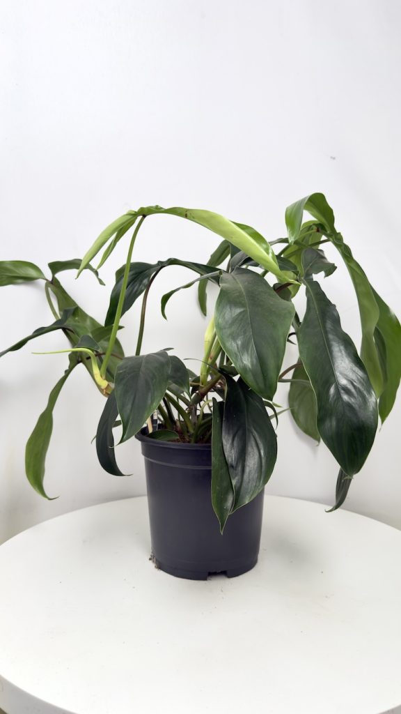Philodendron bipennifolium Pedatum