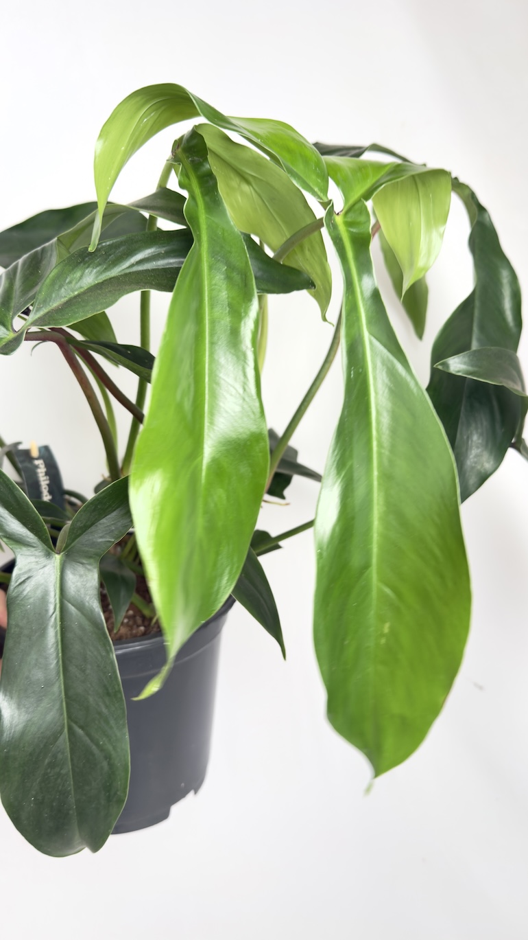 Philodendron bipennifolium Pedatum