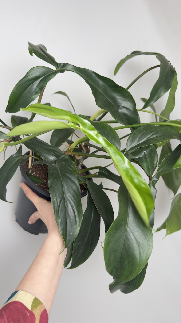 Philodendron bipennifolium Pedatum