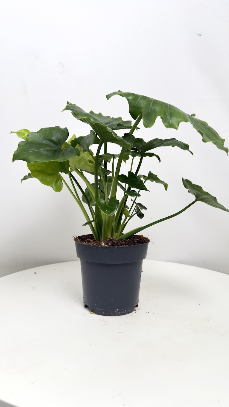 Philodendron Shangri-La