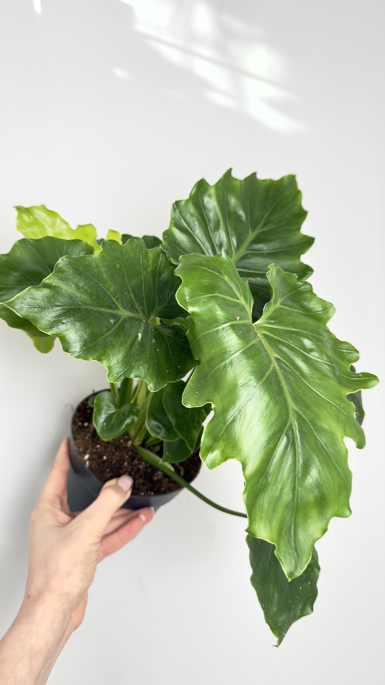 Philodendron Shangri-La