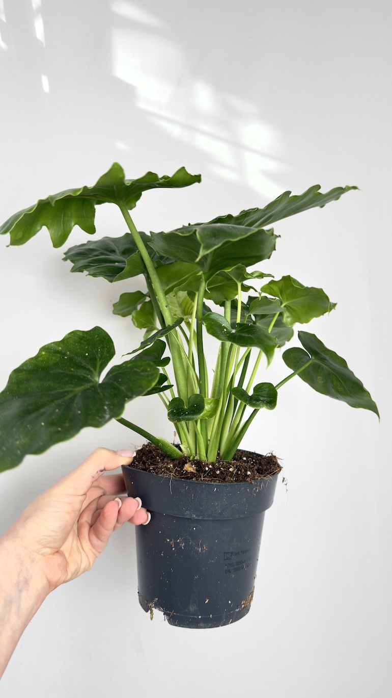 Philodendron Shangri-La