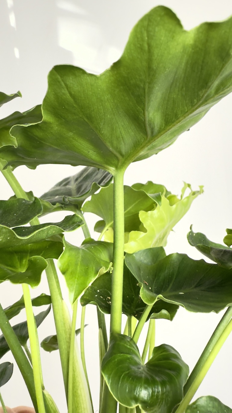 Philodendron Shangri-La
