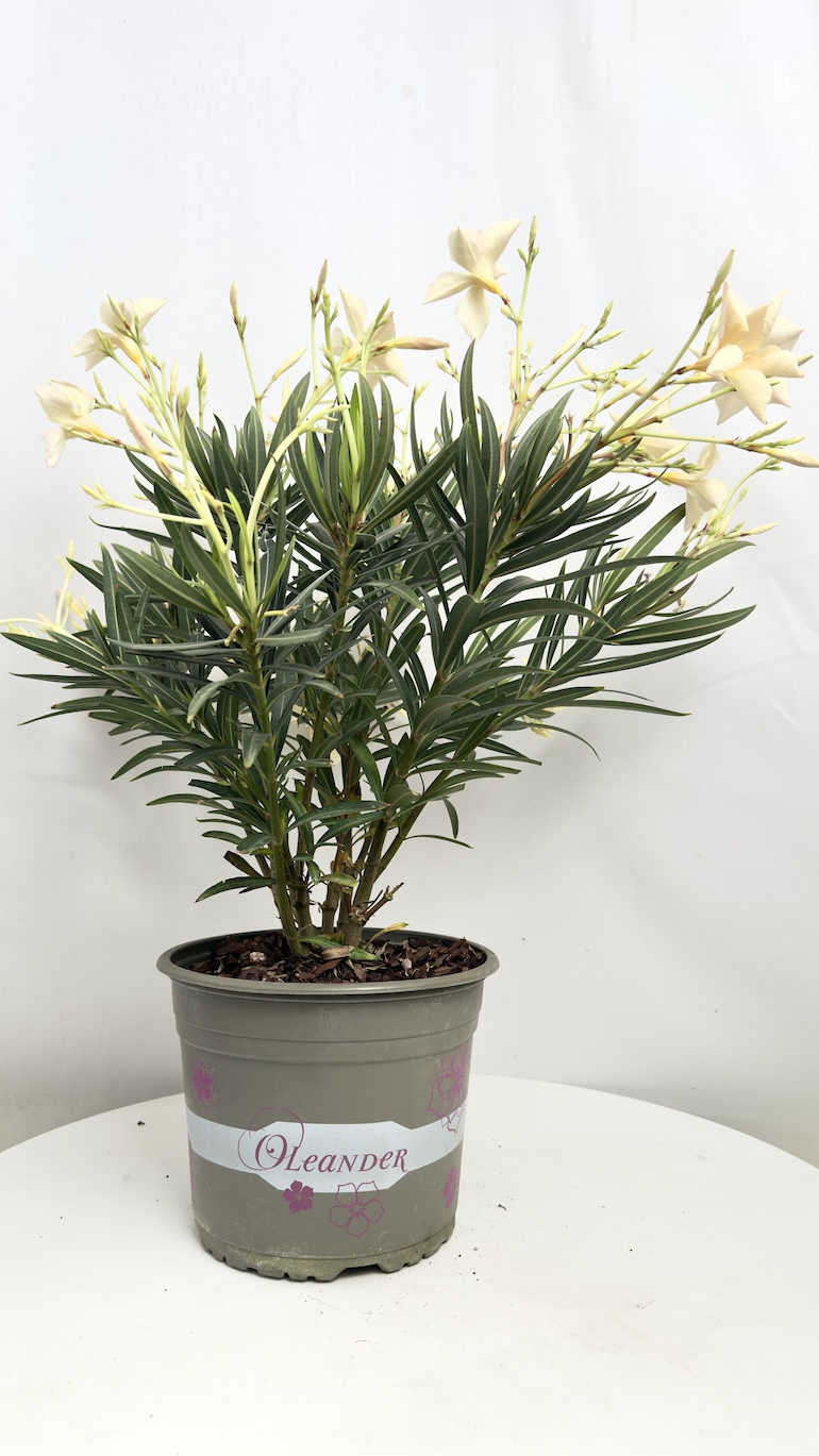 Oleander pomarańczowe kwiaty