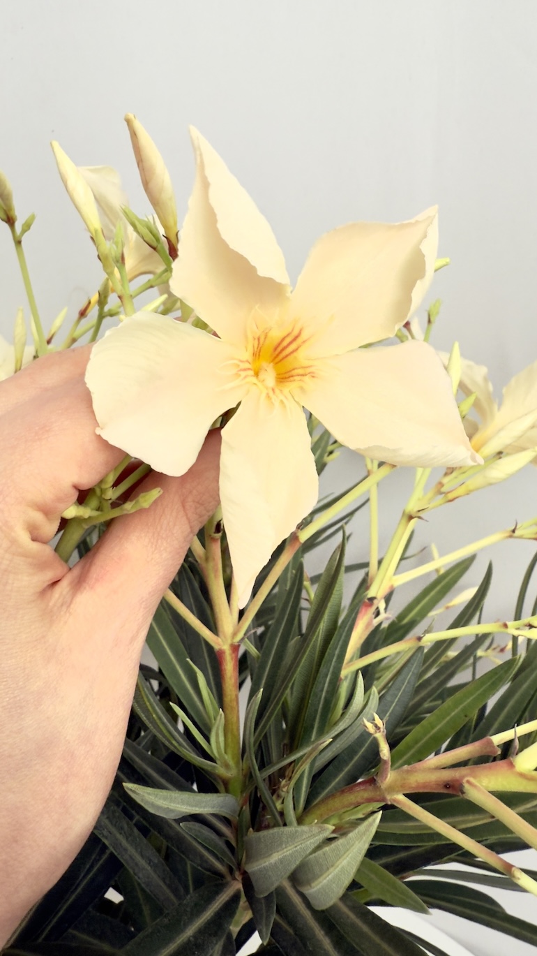 Oleander pomarańczowe kwiaty