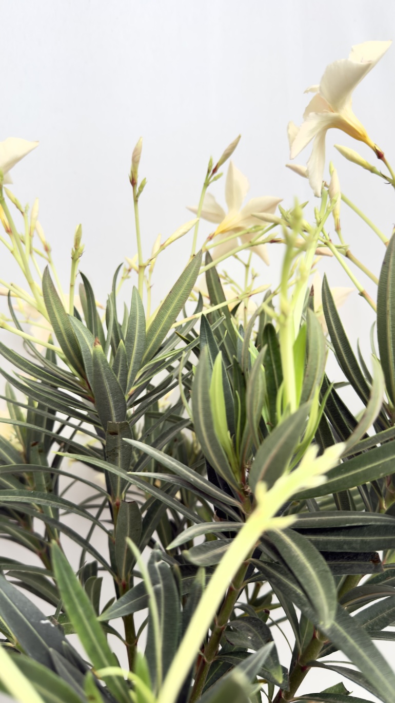 Oleander pomarańczowe kwiaty