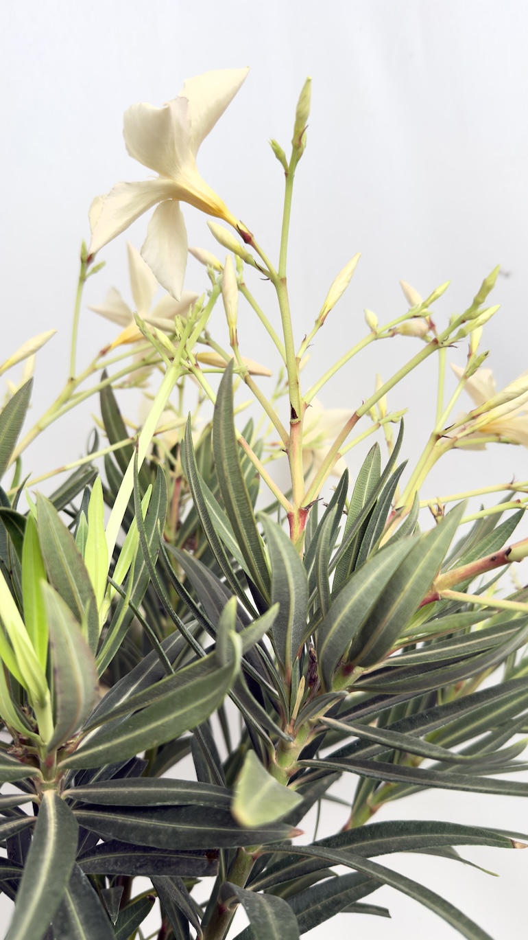 Oleander pomarańczowe kwiaty