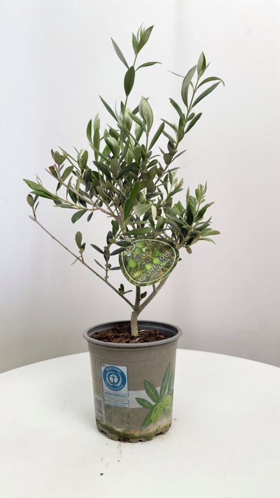 Olea europaea