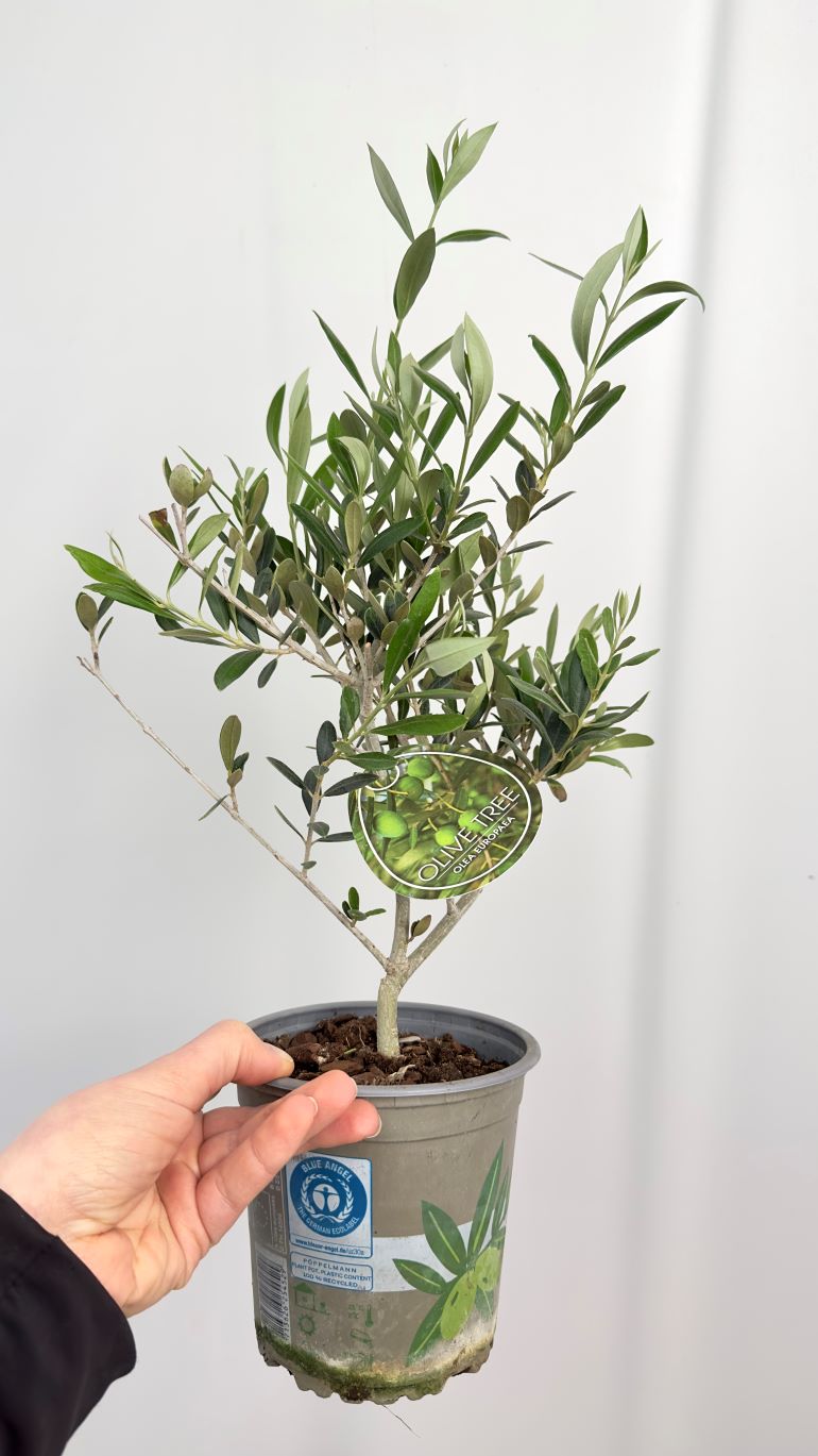 Olea europaea