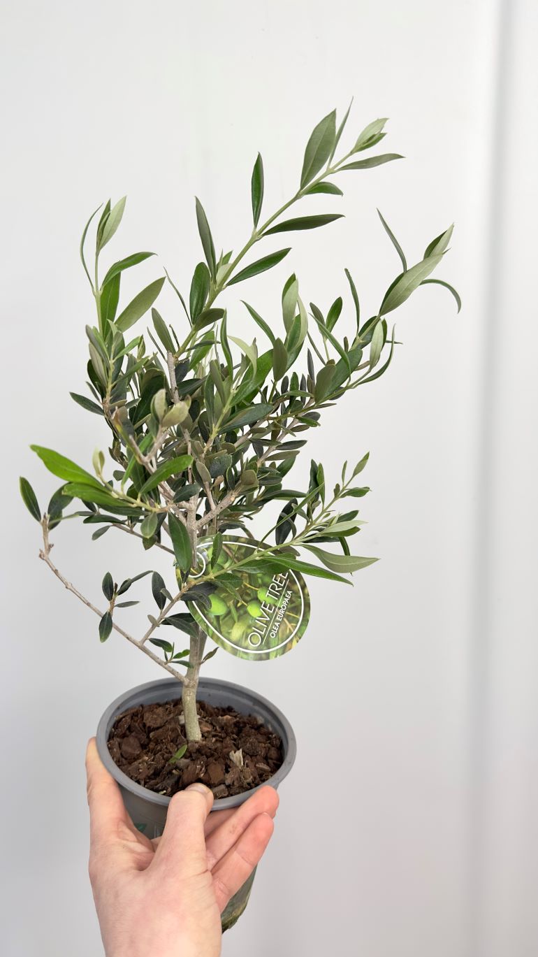 Olea europaea