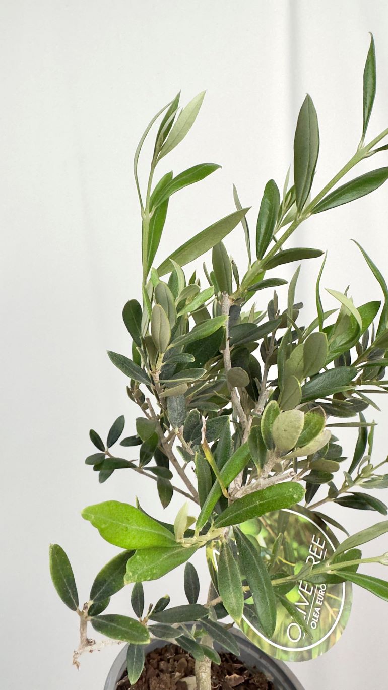 Olea europaea
