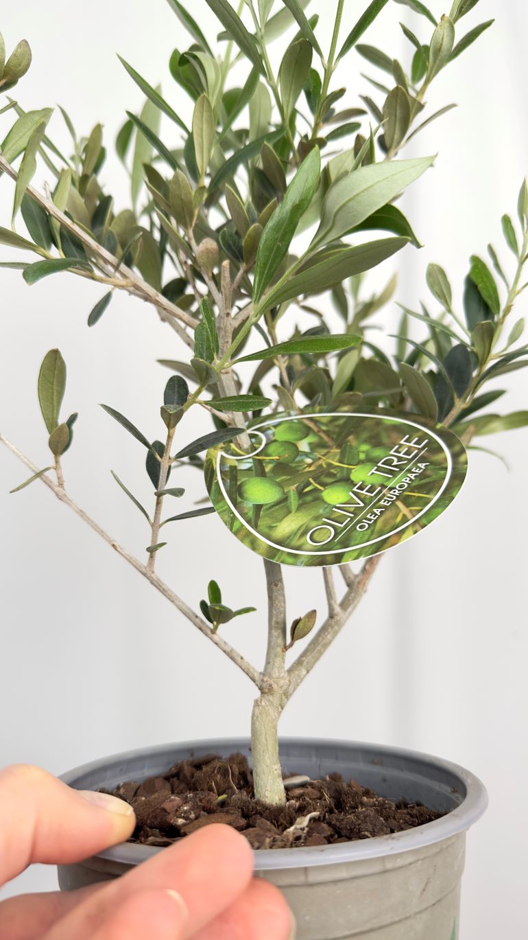 Olea europaea
