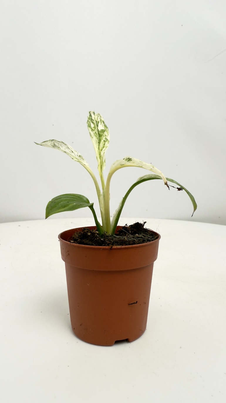 Spathiphyllum Sensation Variegata Mini