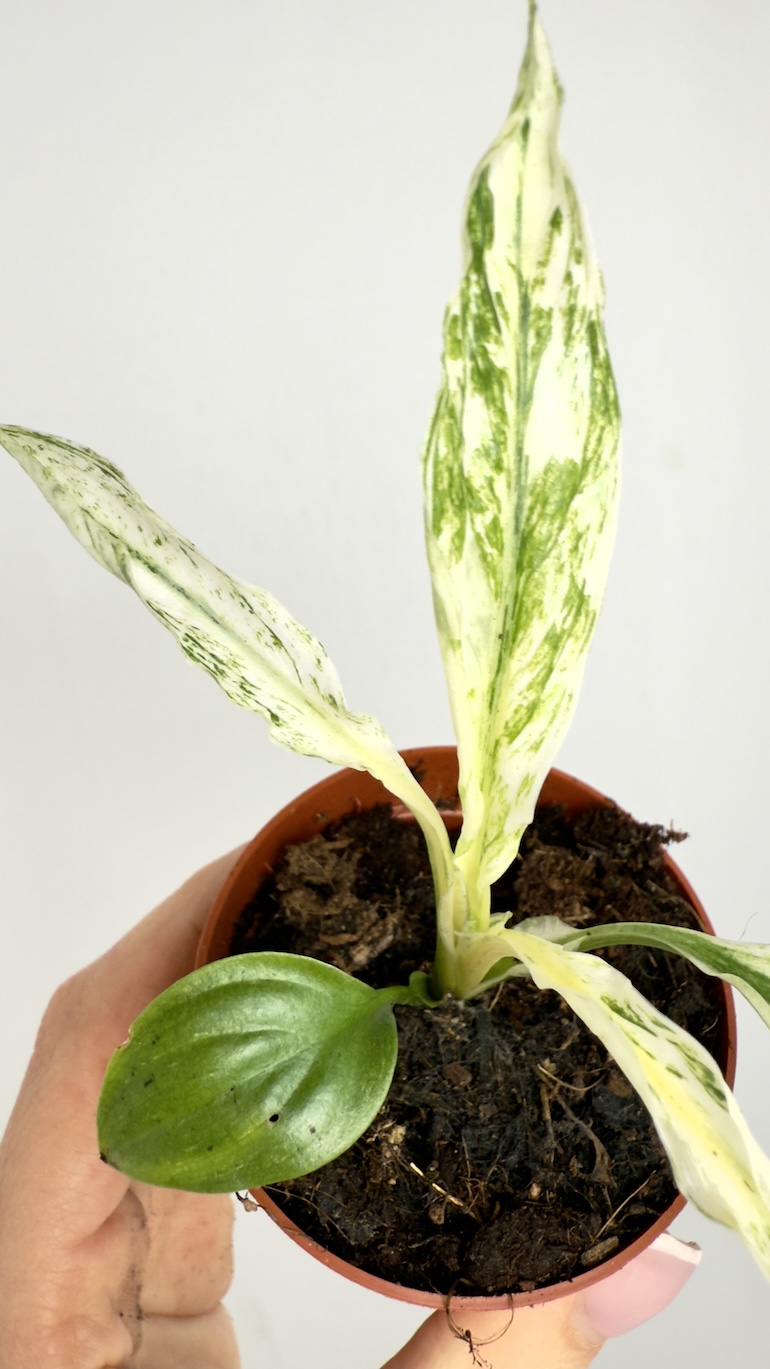 Spathiphyllum Sensation Variegata Mini