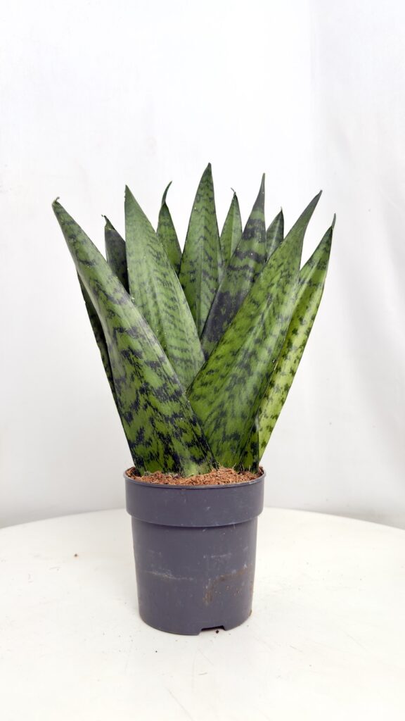 Sansevieria Zeylanica Fan w doniczce 12 cm o wachlarzowym pokroju i zielono-srebrzystych liściach.