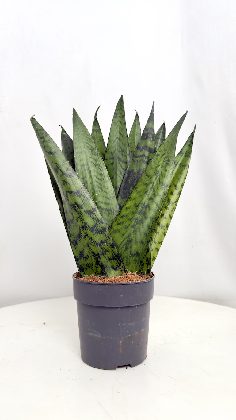 Sansevieria trif. Zeylanica Fan 12/30 cm