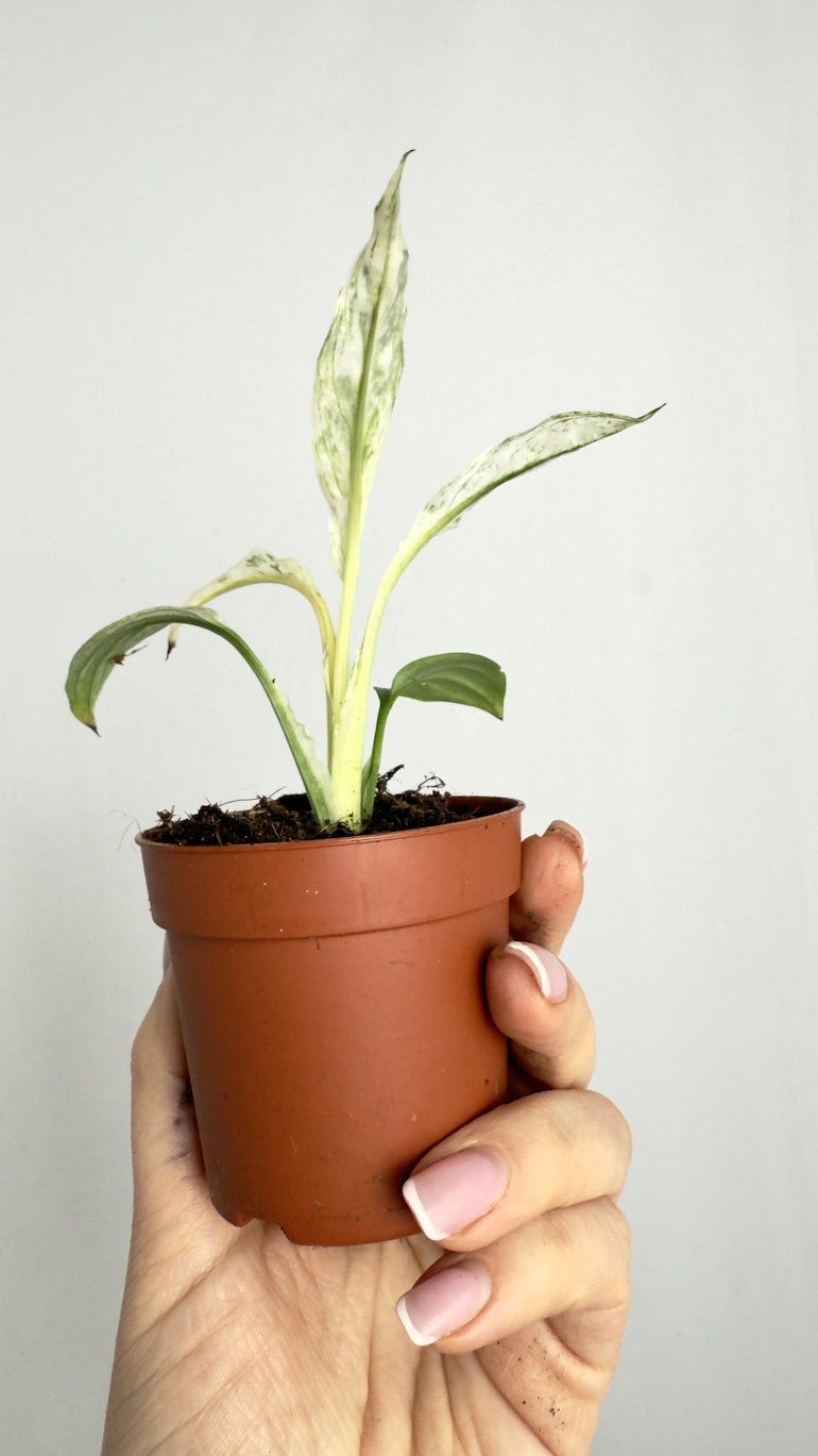 Spathiphyllum Sensation Variegata Mini