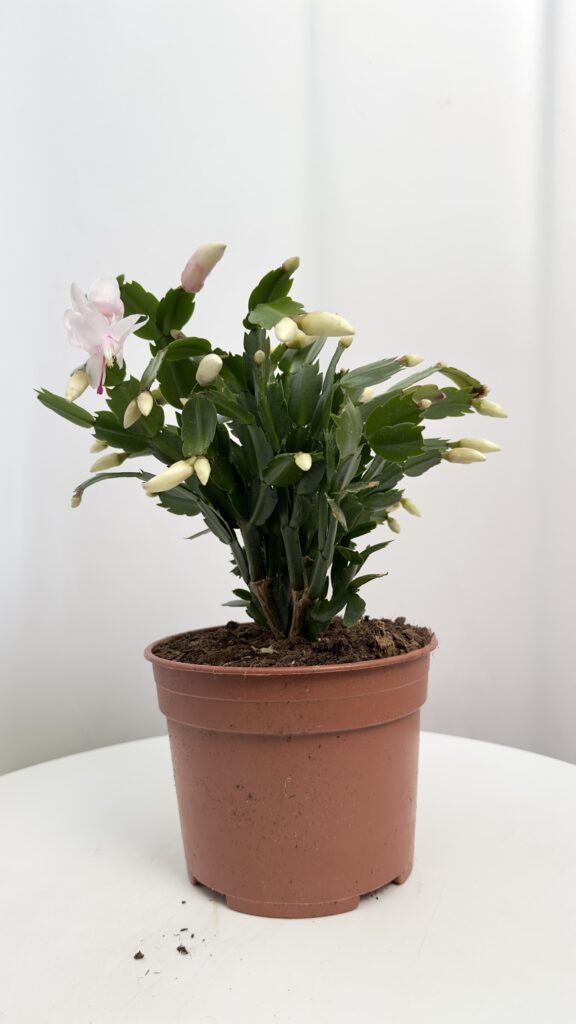 Schlumbergera  biała | Grudnik Roślina Kwitnąca w Zimie!
